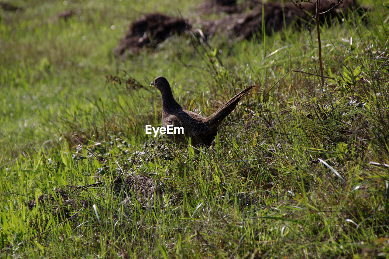 Bird on field