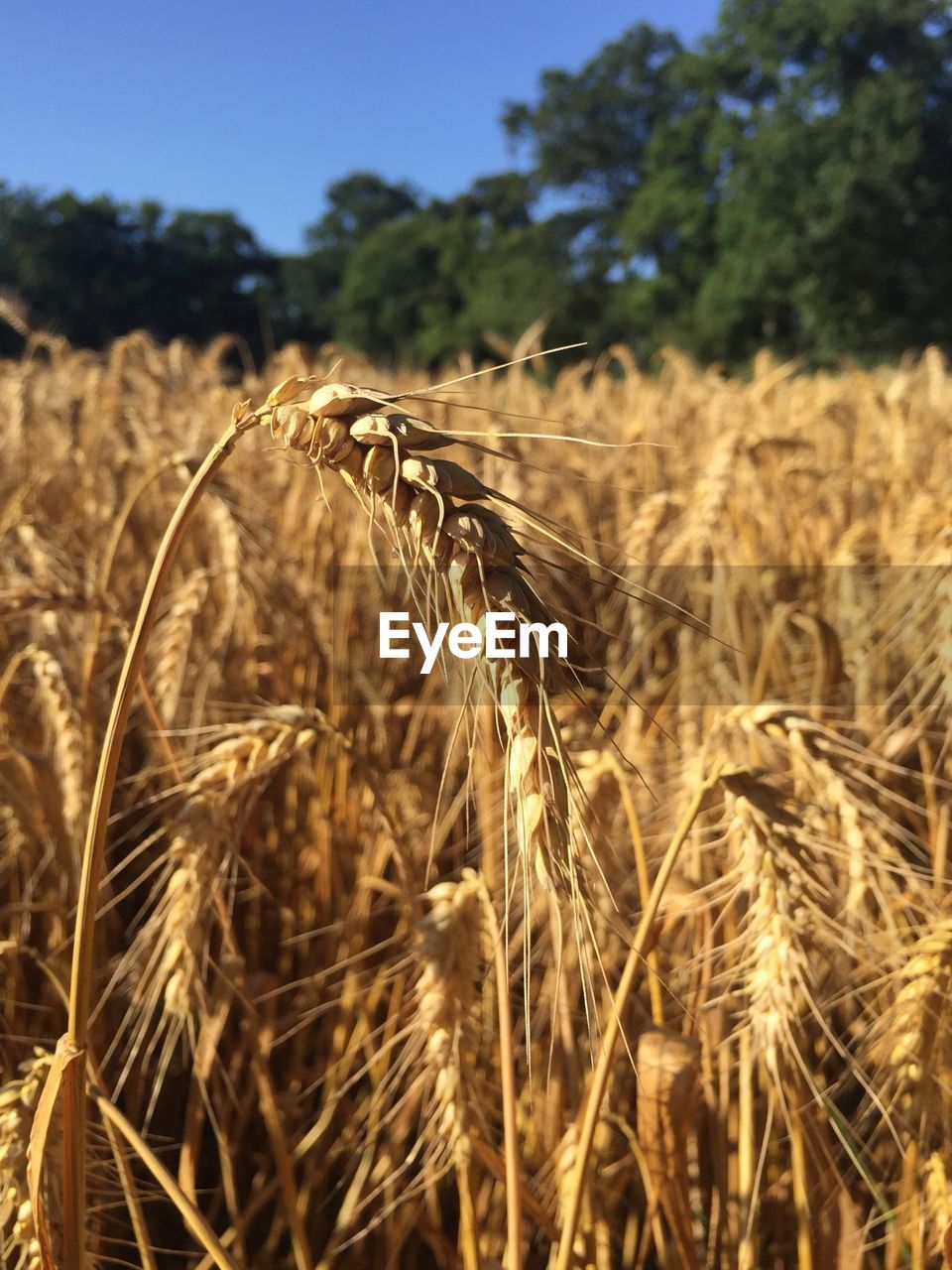 Close-up of wheat field