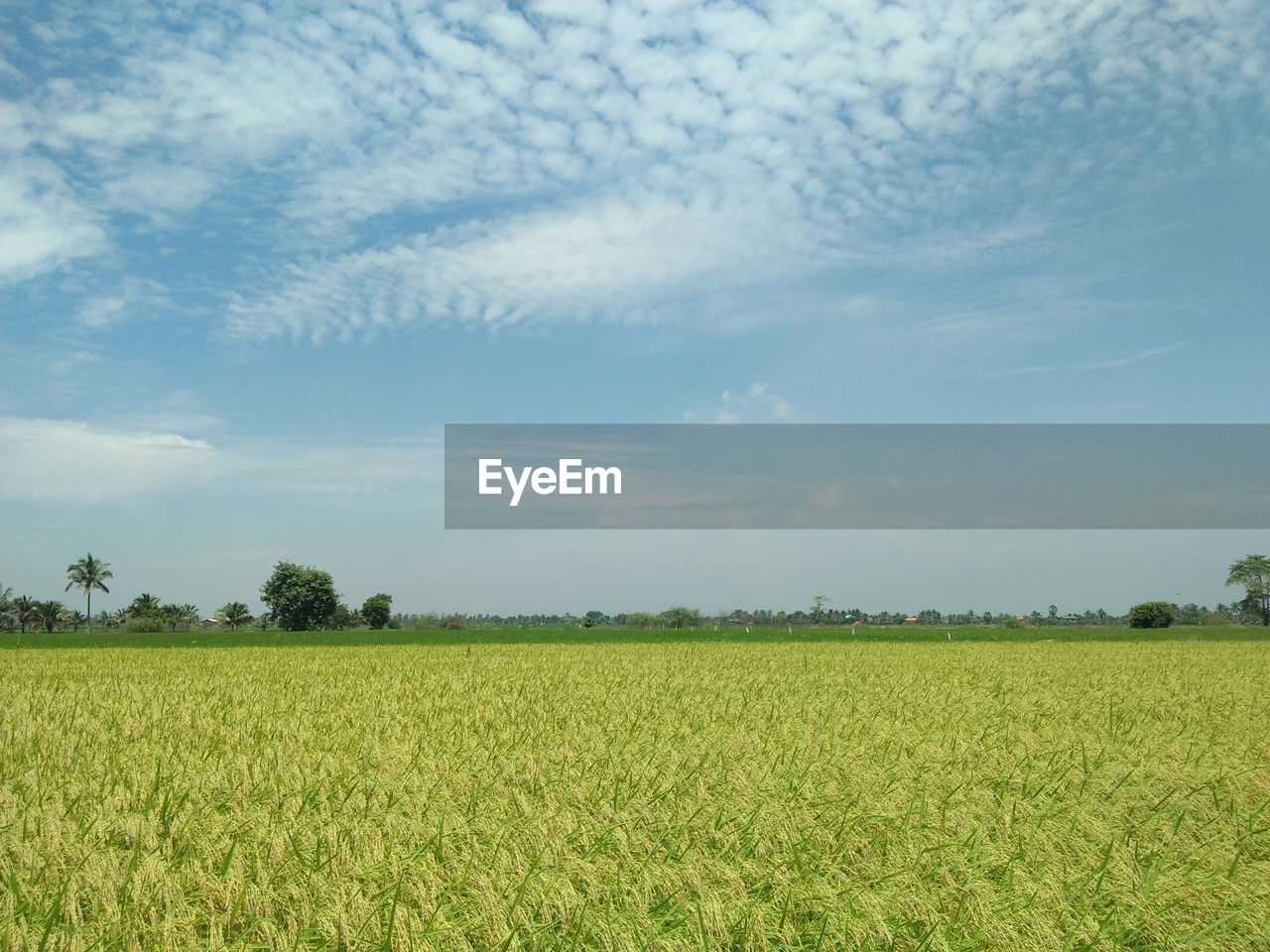 SCENIC VIEW OF FARM FIELD AGAINST SKY