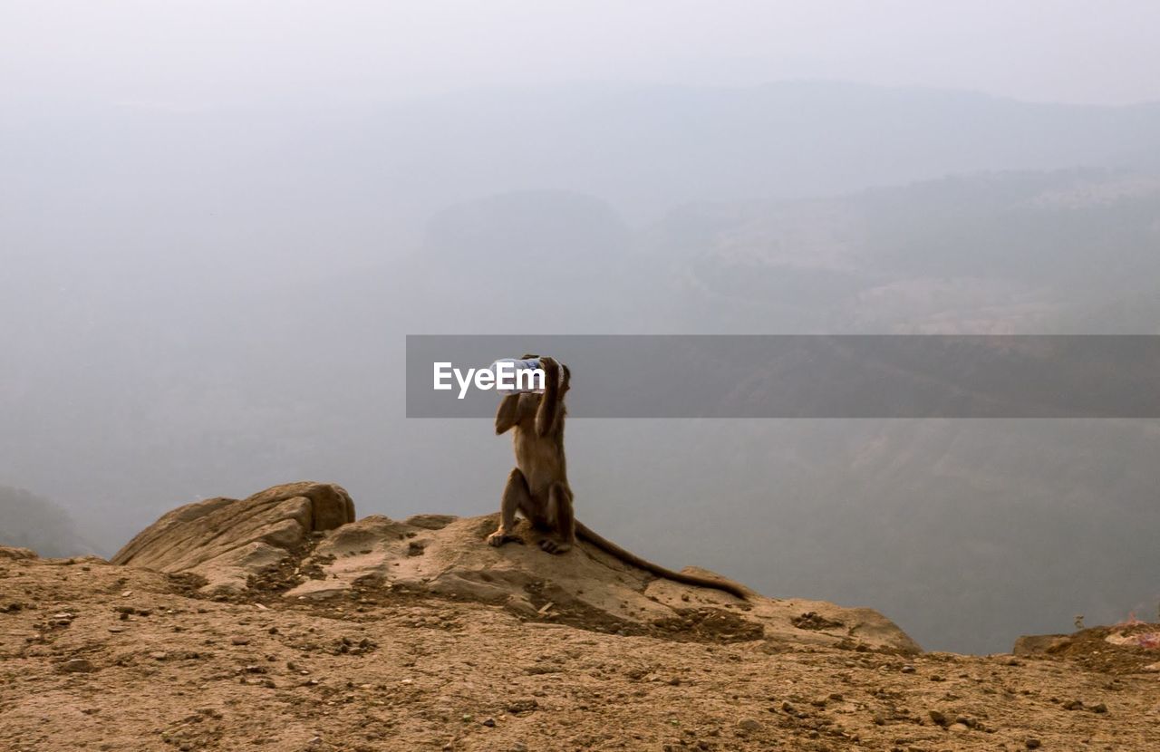 Monkey with bottle on cliff