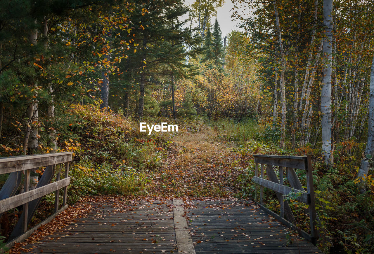 VIEW OF TREES IN FOREST