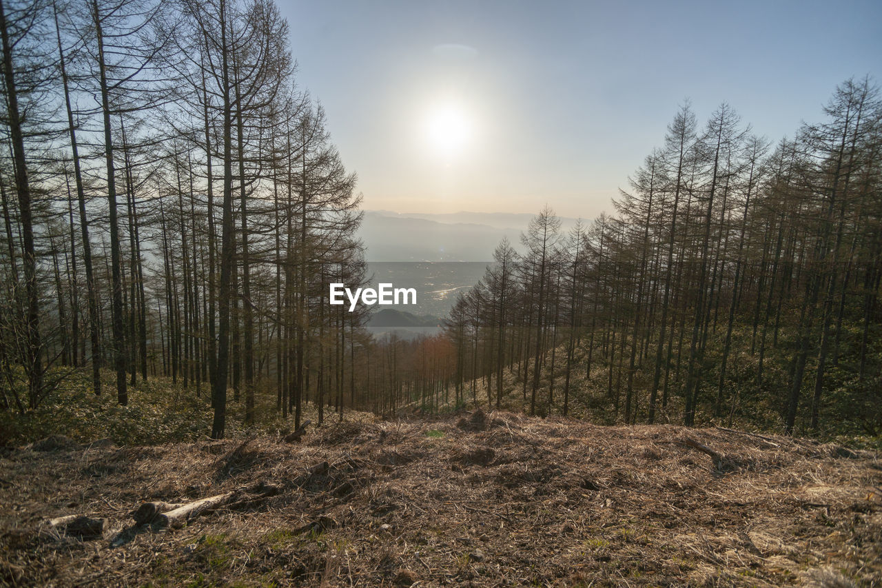 Scenic view of trees growing on field against sky