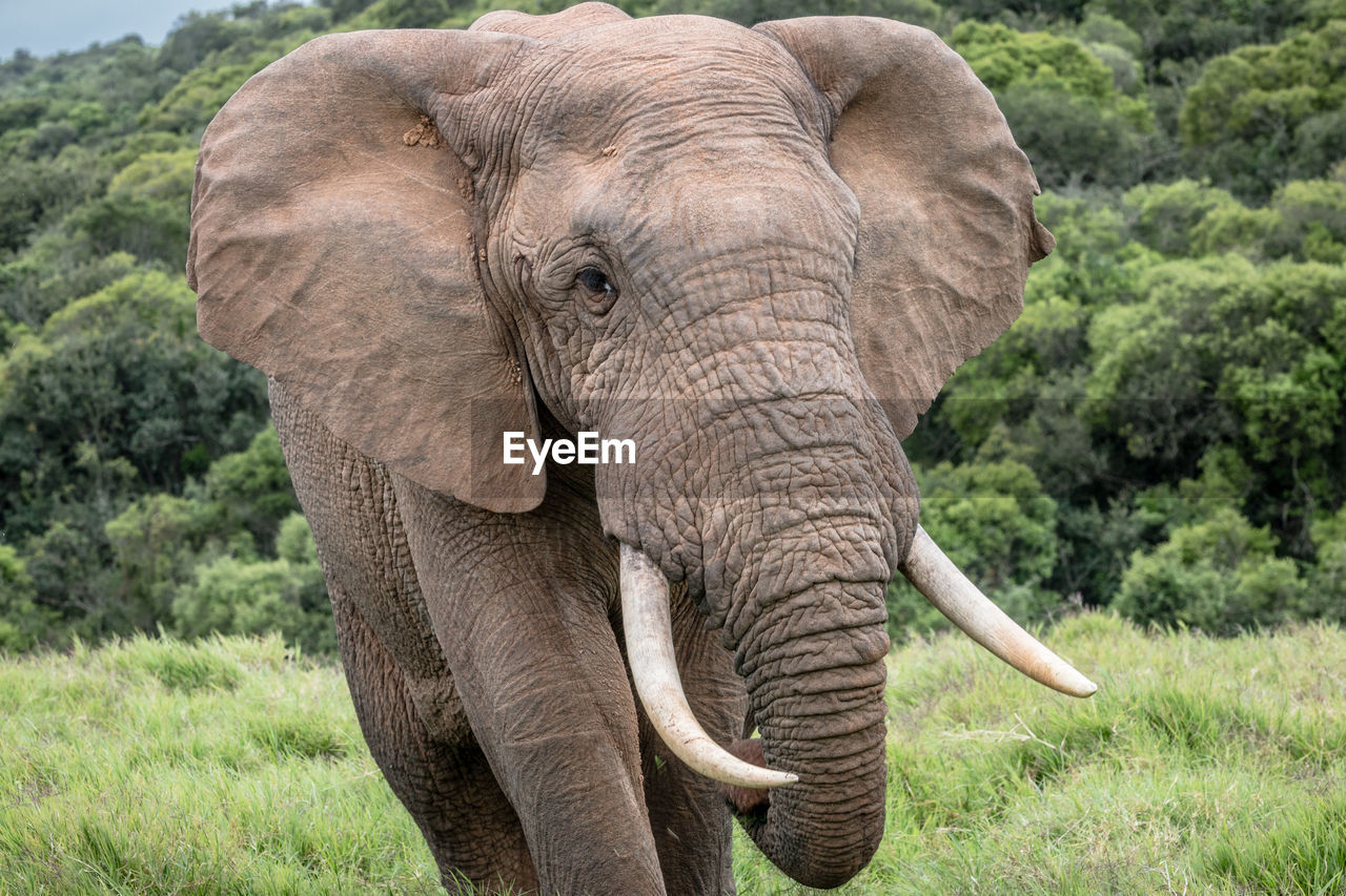 VIEW OF ELEPHANT IN SUNLIGHT