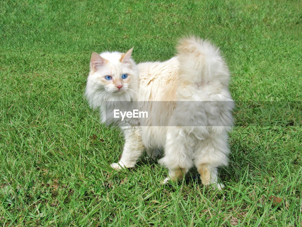 White american bobtail manx cat outdoors 