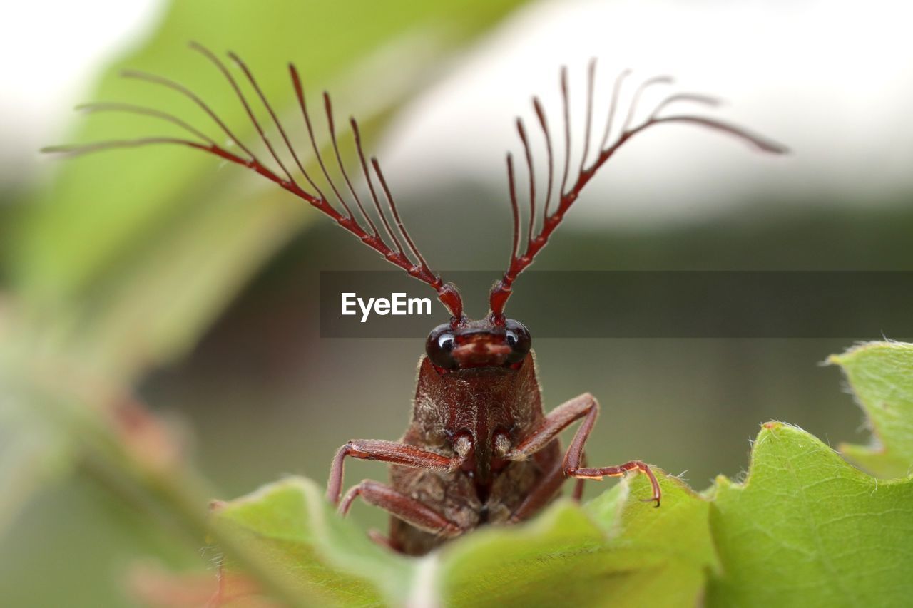 Close-up of insect on plant