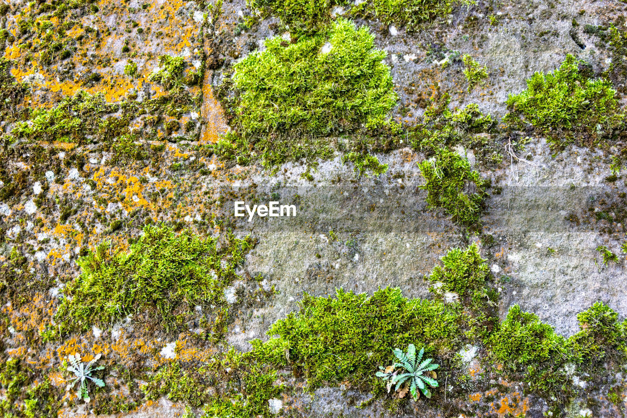 HIGH ANGLE VIEW OF PLANTS AND TREES ON FIELD