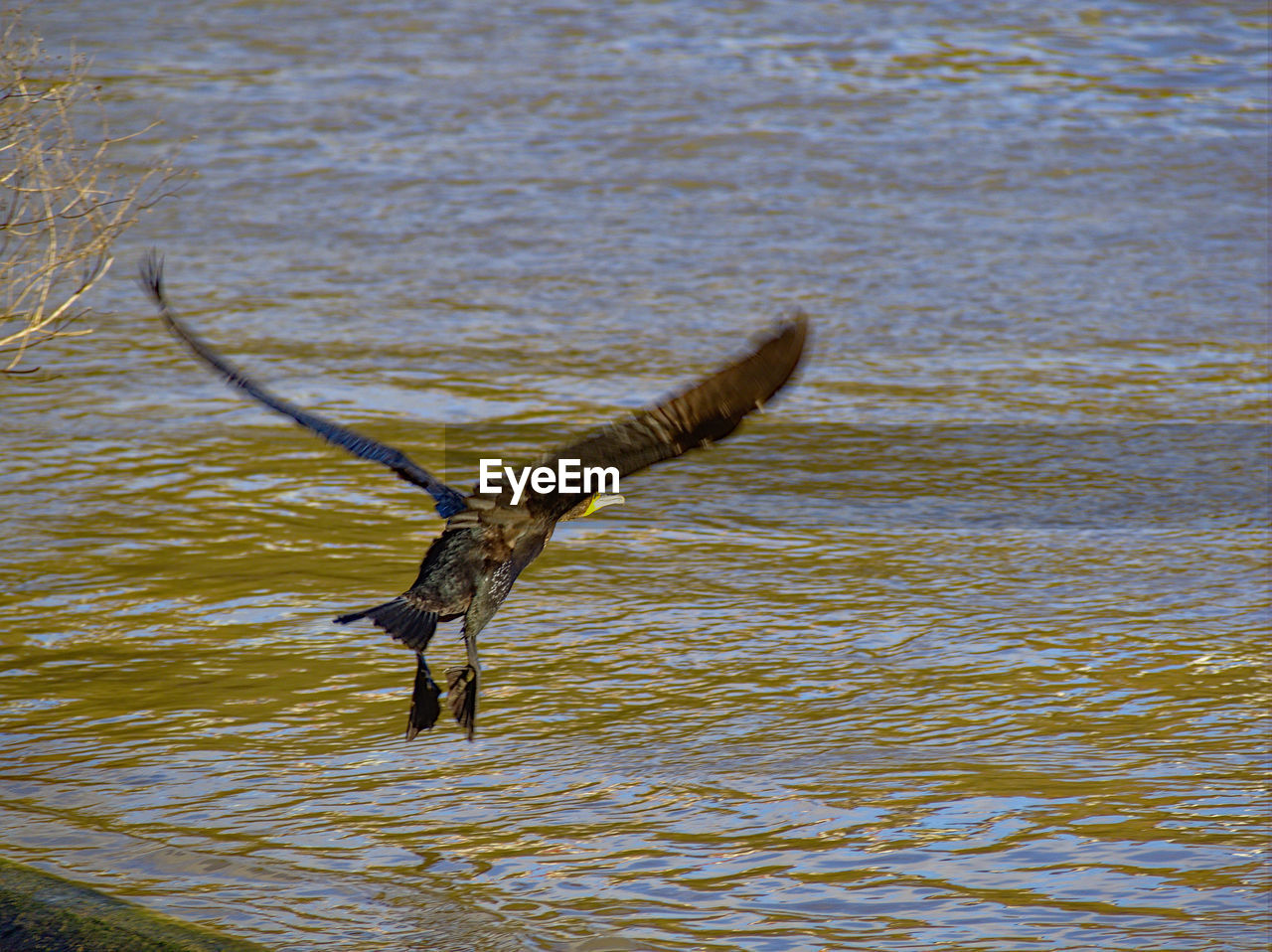 EAGLE FLYING OVER LAKE