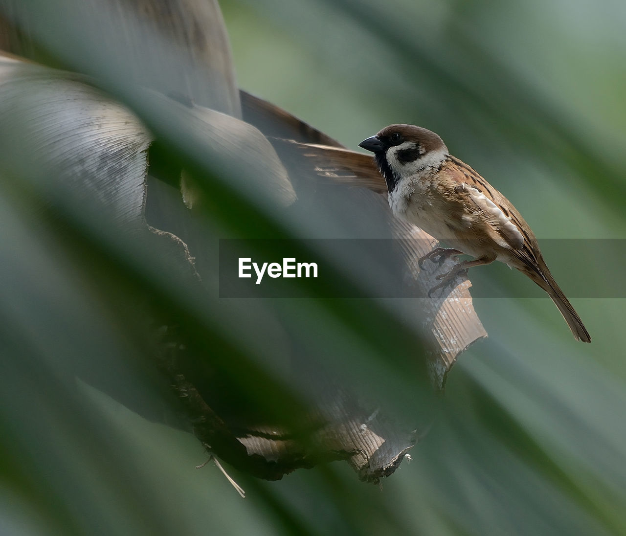 Close-up of bird perching on leaf