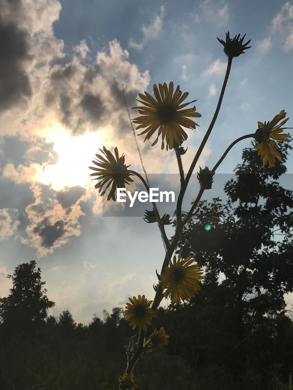 LOW ANGLE VIEW OF FLOWERS BLOOMING ON TREE AGAINST SKY