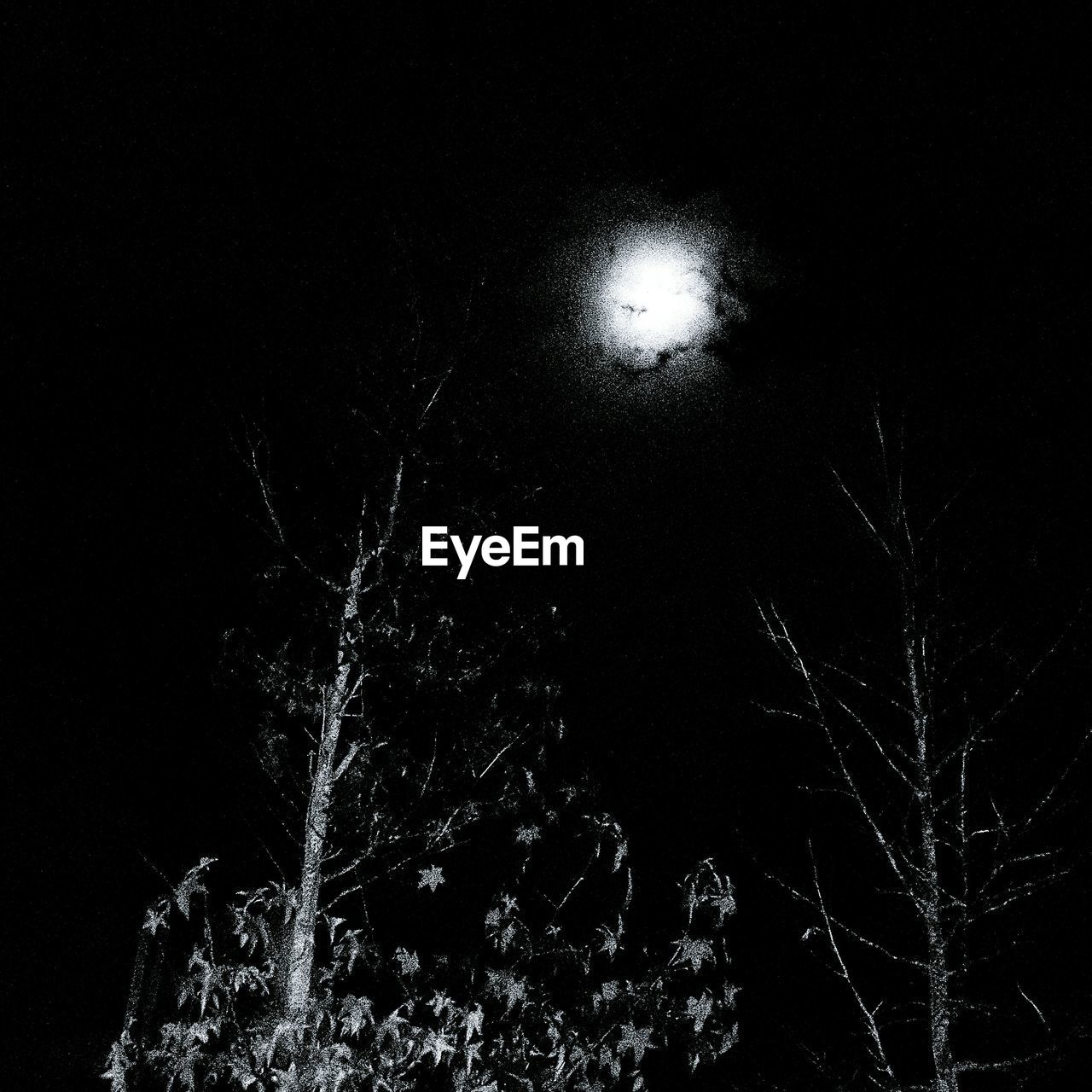 LOW ANGLE VIEW OF BARE TREE AGAINST CLEAR SKY
