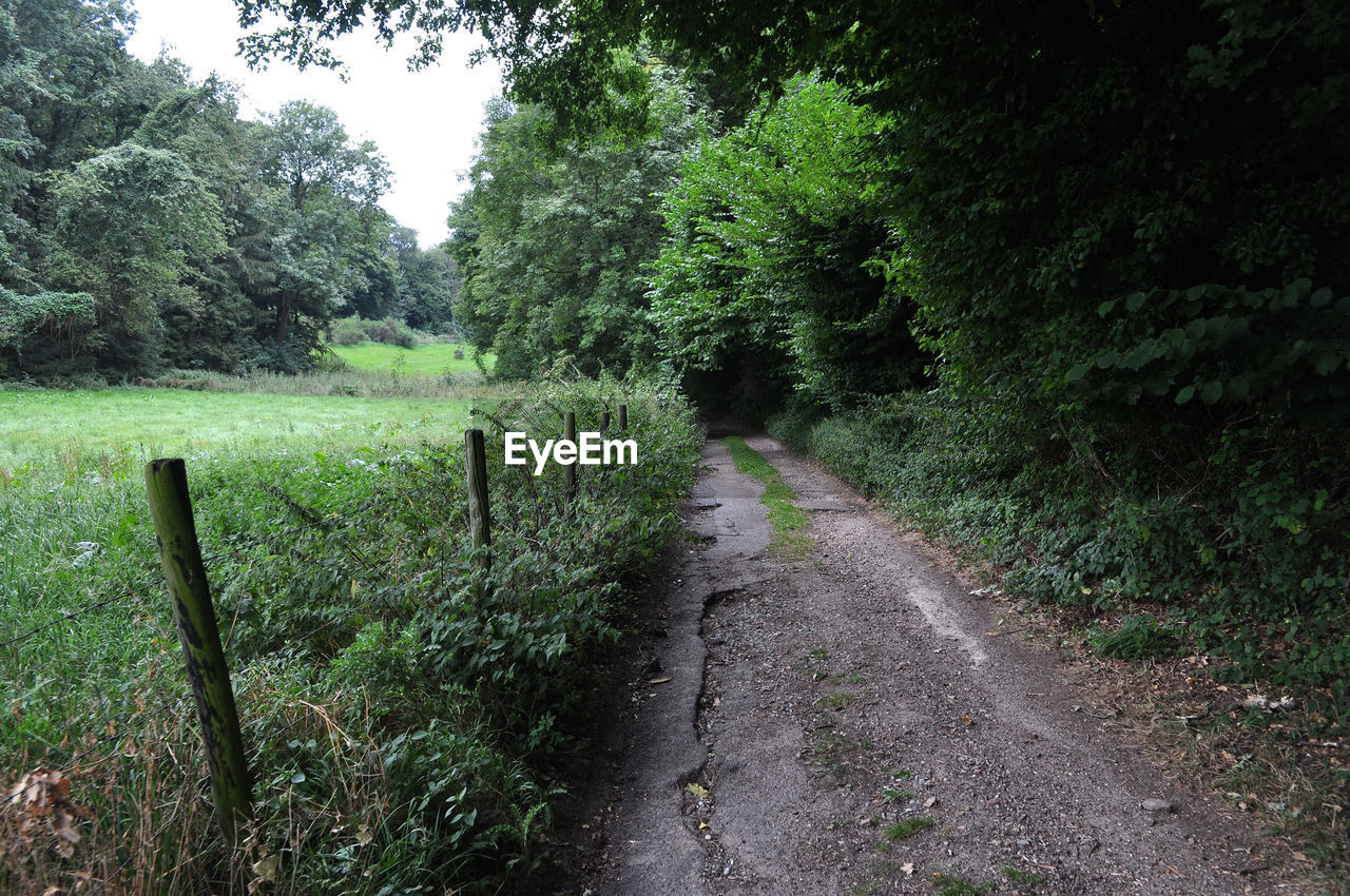 FOOTPATH AMIDST TREES IN FOREST