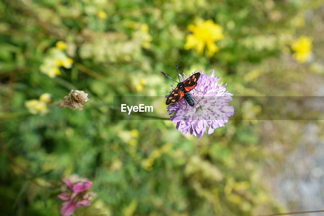 CLOSE-UP OF HONEY BEE POLLINATING ON PURPLE FLOWER