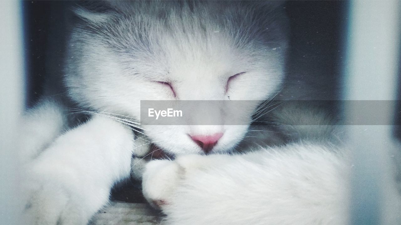 Close-up of cat sleeping