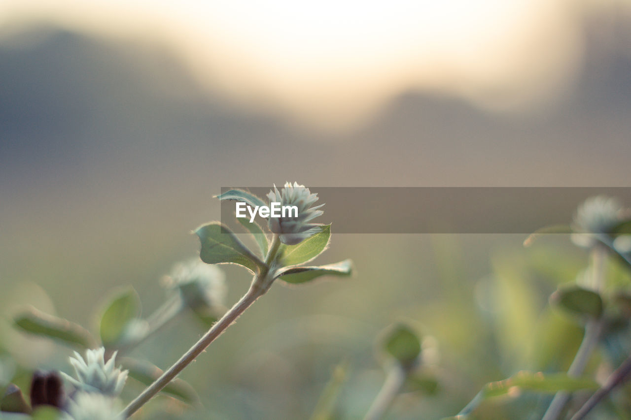 Close-up of white flowering plant