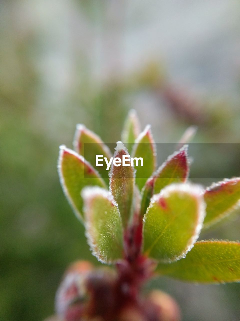 Close-up of flower buds growing outdoors