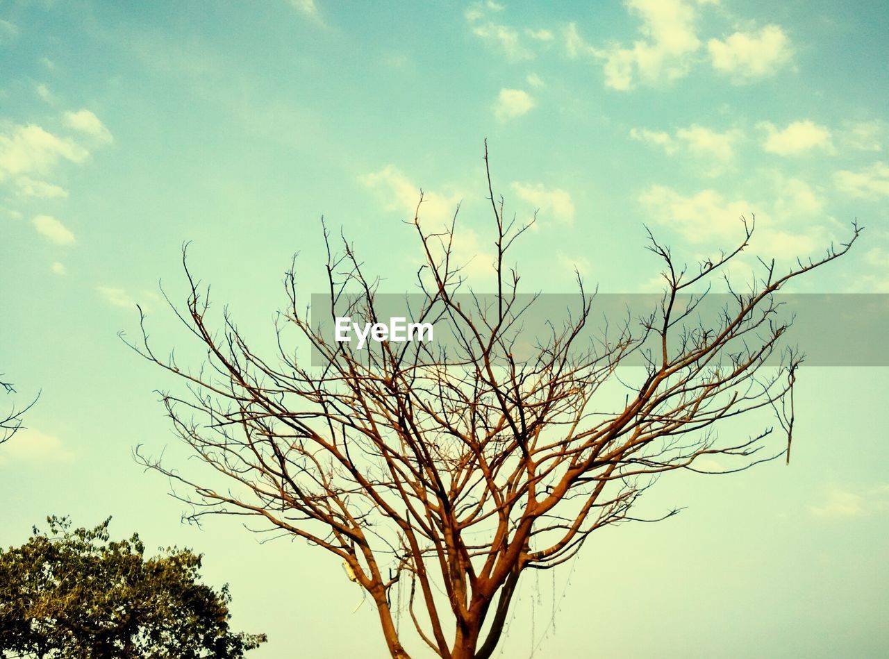 LOW ANGLE VIEW OF TREES AGAINST SKY