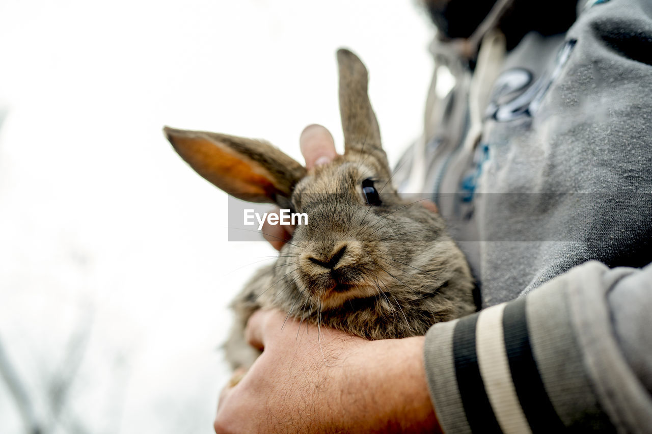 Hands of farmer carrying rabbit under clear sky