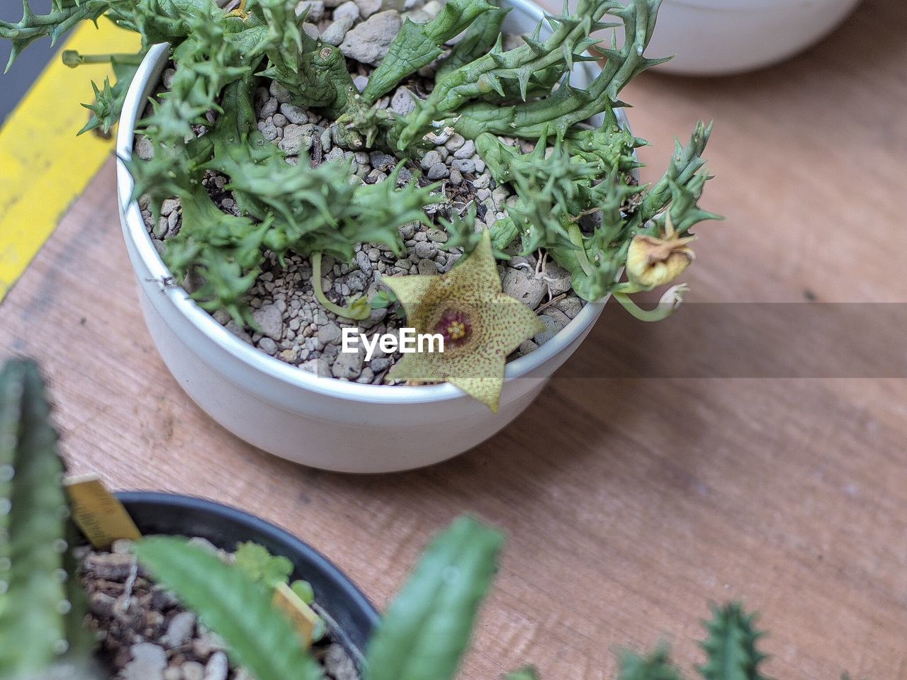 HIGH ANGLE VIEW OF POTTED PLANTS ON TABLE
