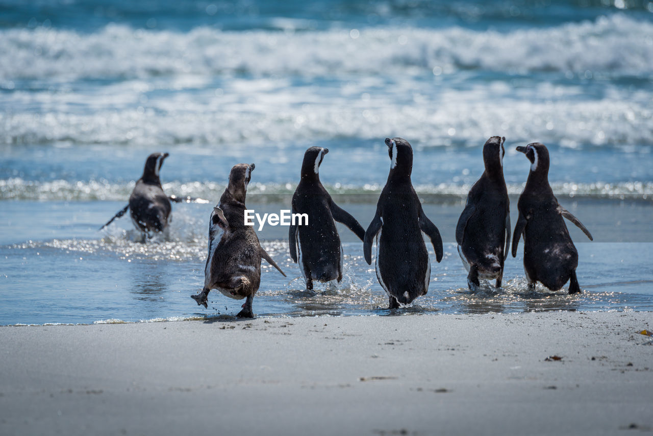 Six magellanic penguins running into shallow water