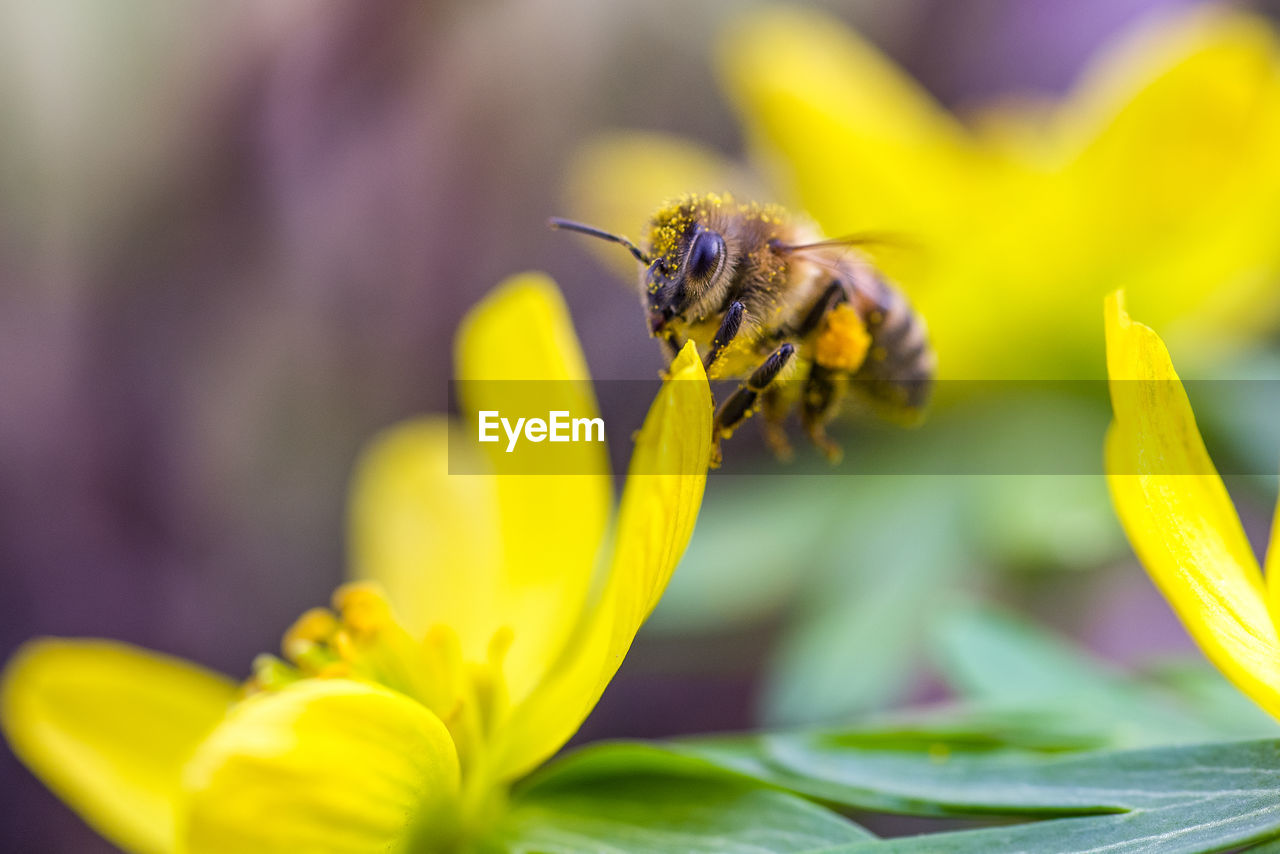 CLOSE-UP OF BEE ON FLOWER