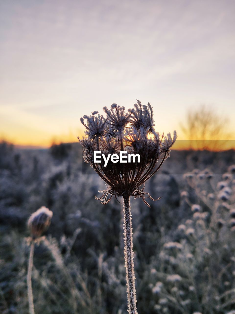 Close-up of dried plant on field against sky during sunset