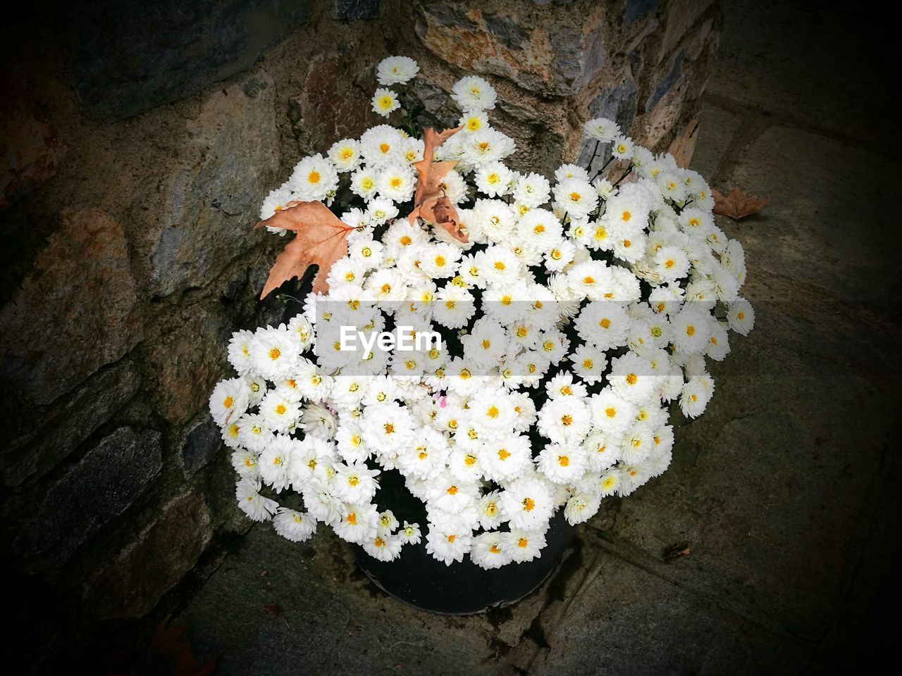 CLOSE-UP OF FLOWER BOUQUET