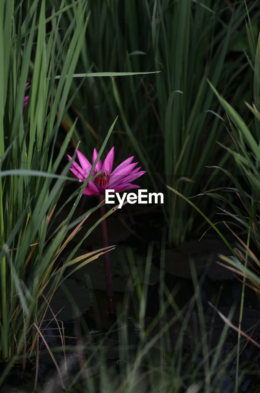 Close-up of pink flowering plants on field