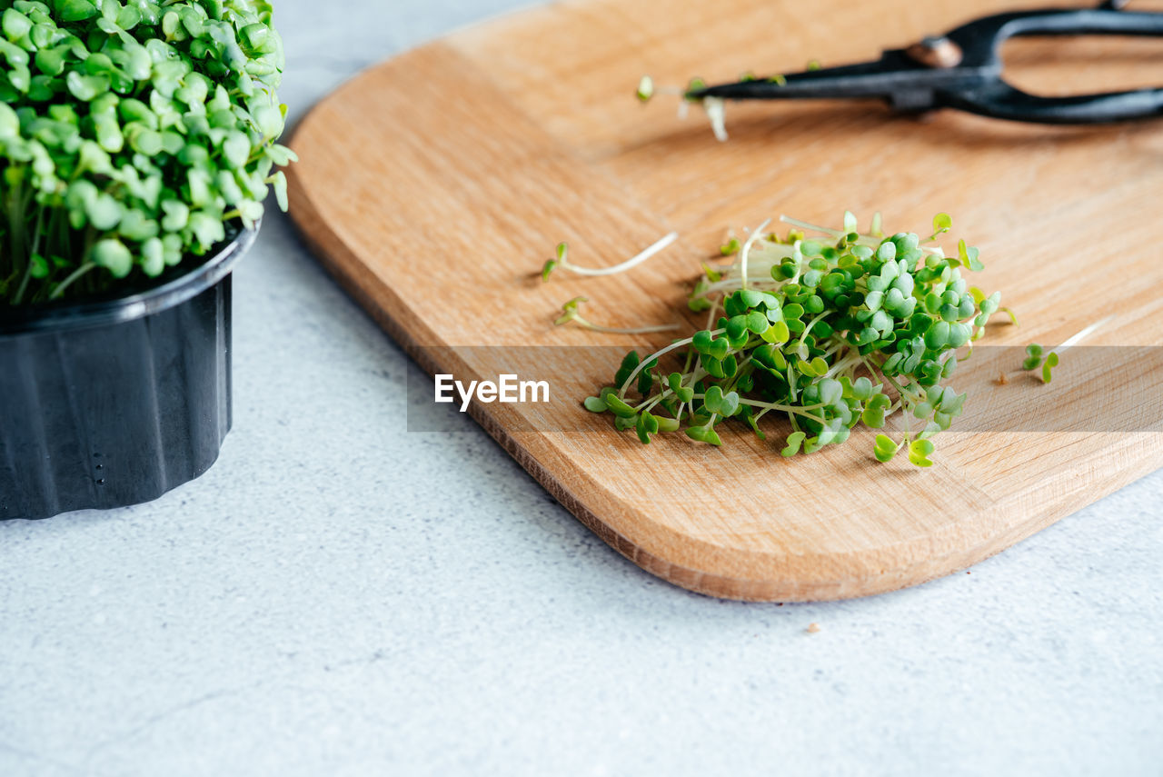 Freshly cut arugula microgreens sprouts on the chopping board in the kitchen