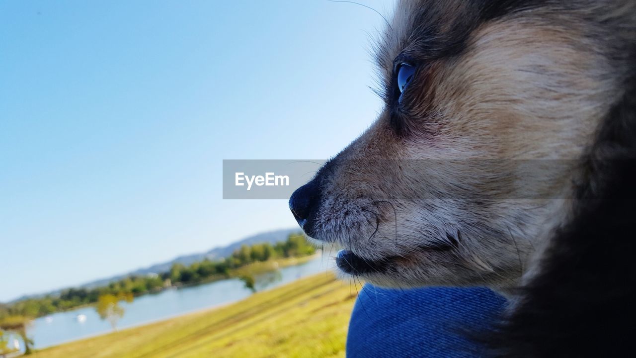 Close-up of a dog looking away on landscape