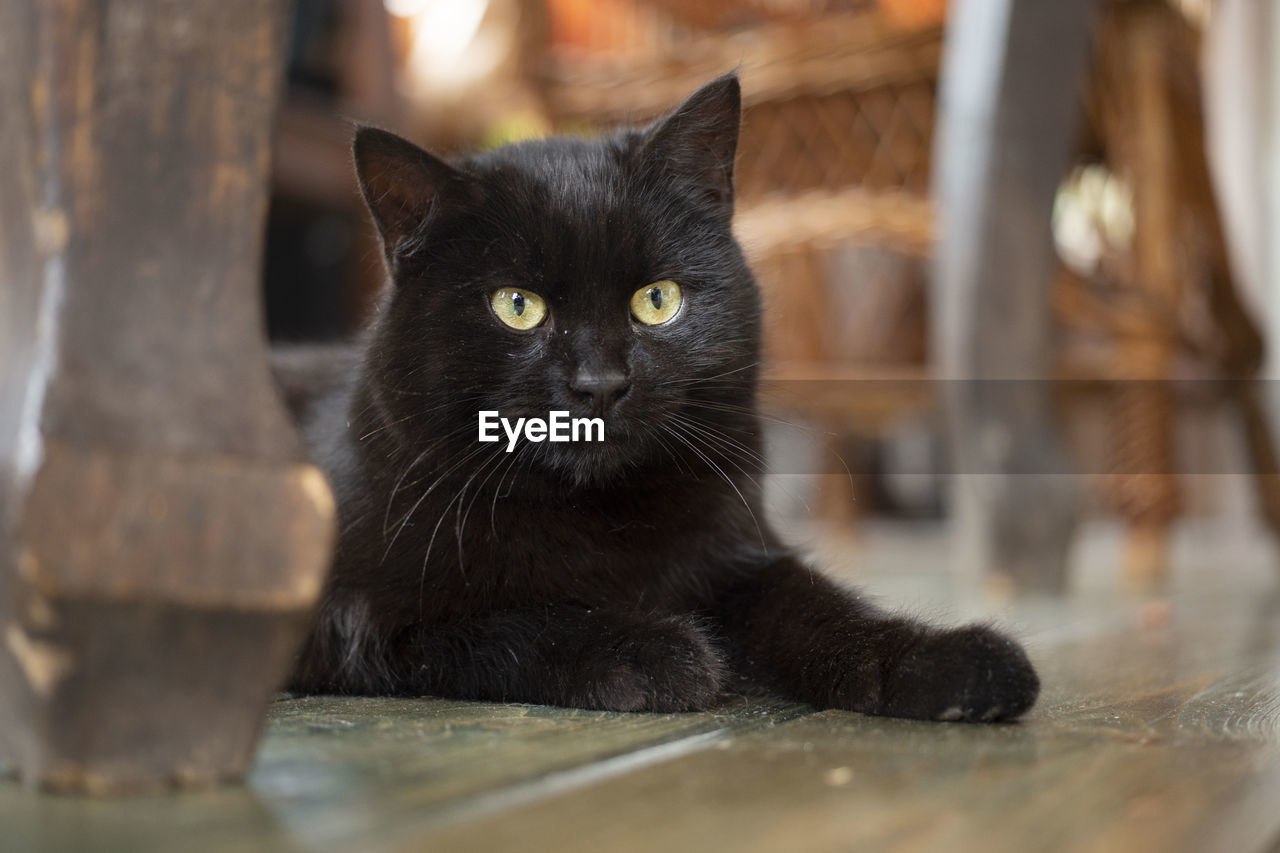 Close-up portrait of black cat, bombay cat