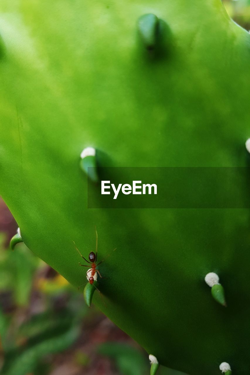 Close-up of insect on plants