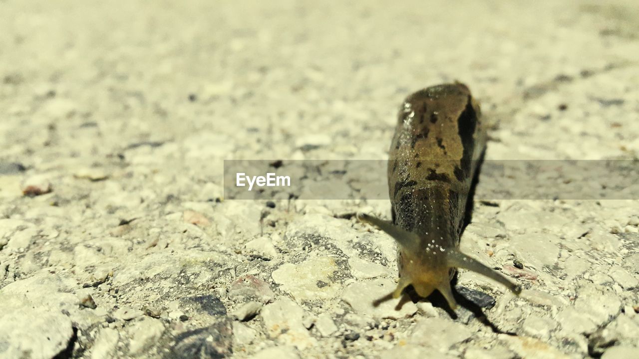 Close-up of slug