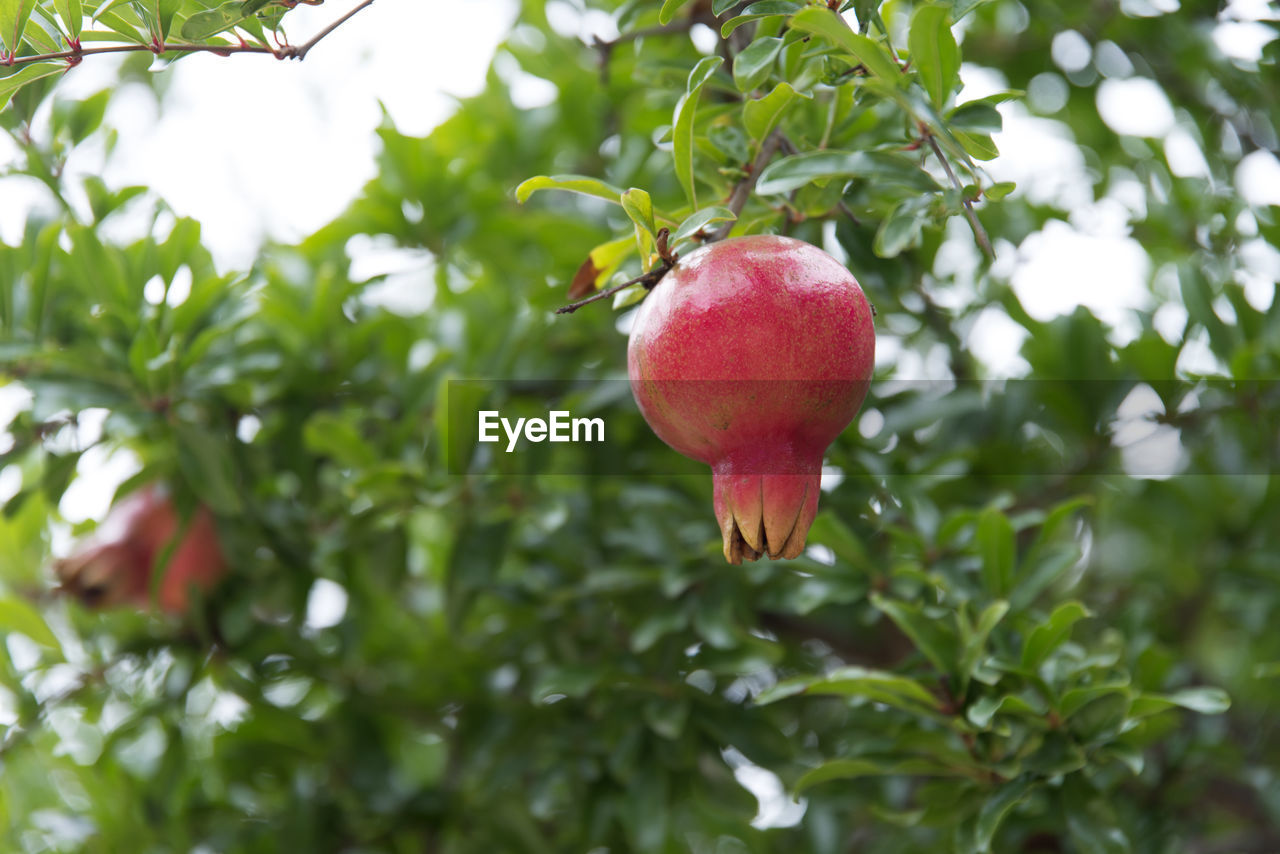 CLOSE-UP OF APPLES ON TREE