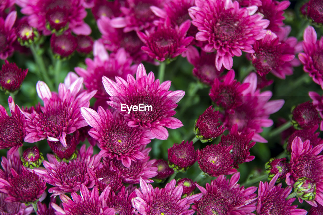 FULL FRAME SHOT OF PINK FLOWERS