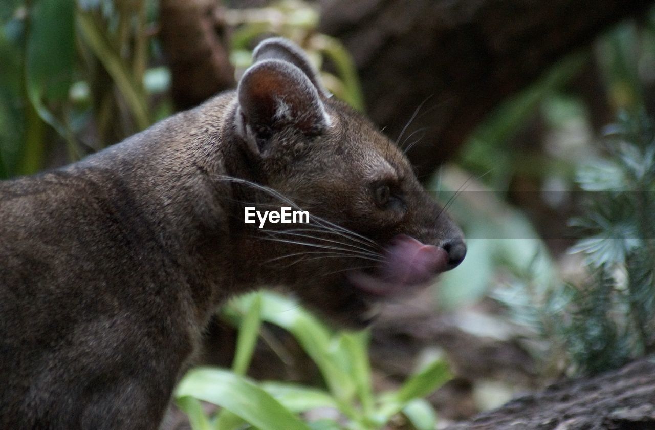 Close-up of a fossa, always on the move
