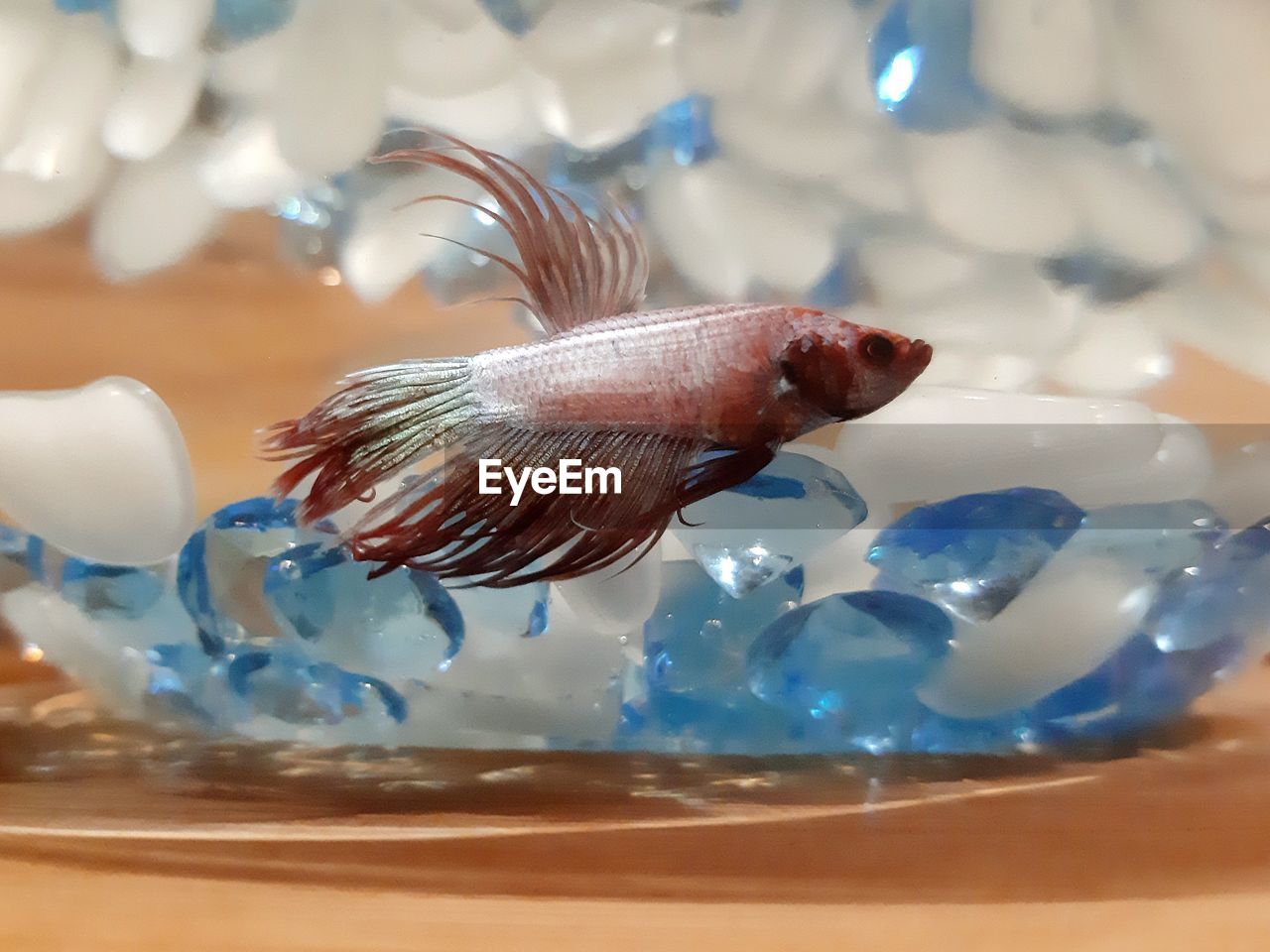 CLOSE-UP OF FISH SWIMMING IN TANK