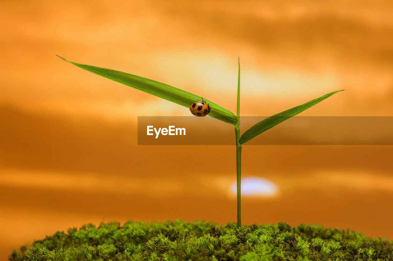 Close-up of plant on field during sunset