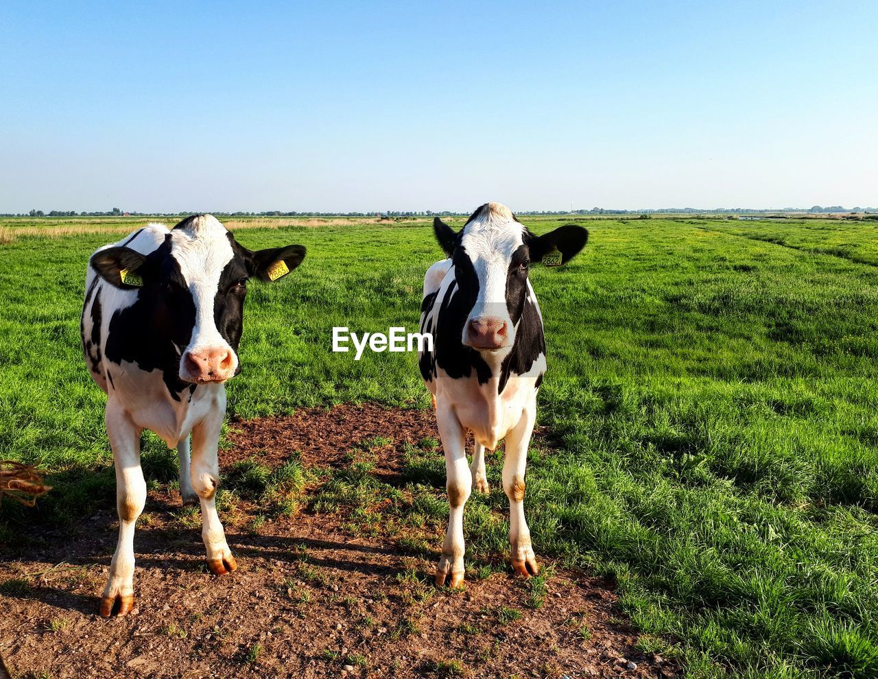 COW STANDING IN FIELD