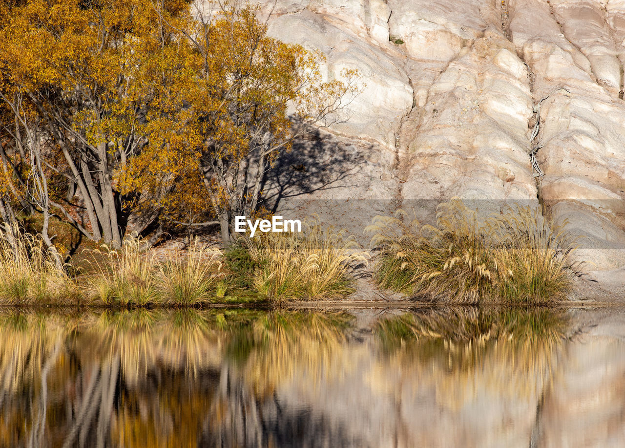 Reflection of trees in water