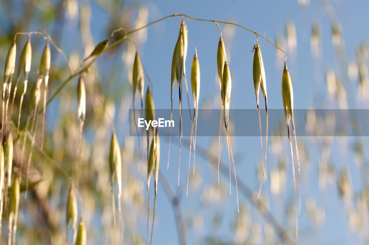 Wild oat plants and the blue sky in the background