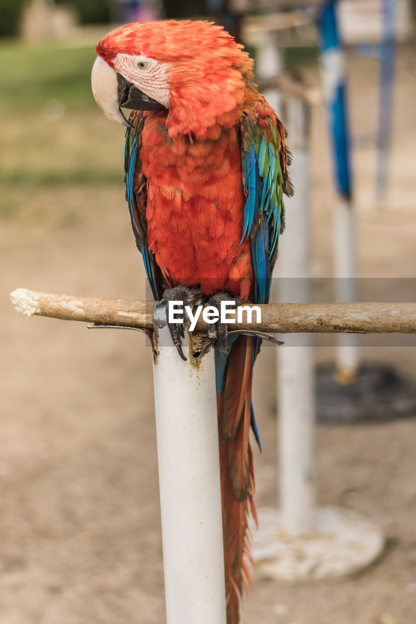 Close-up of bird perching on branch