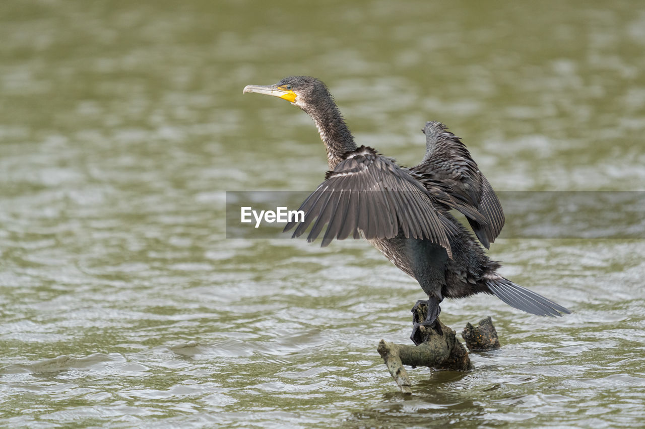 BIRD FLYING IN A LAKE