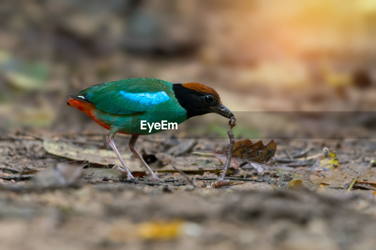 CLOSE-UP OF BIRD PERCHING ON BRANCH