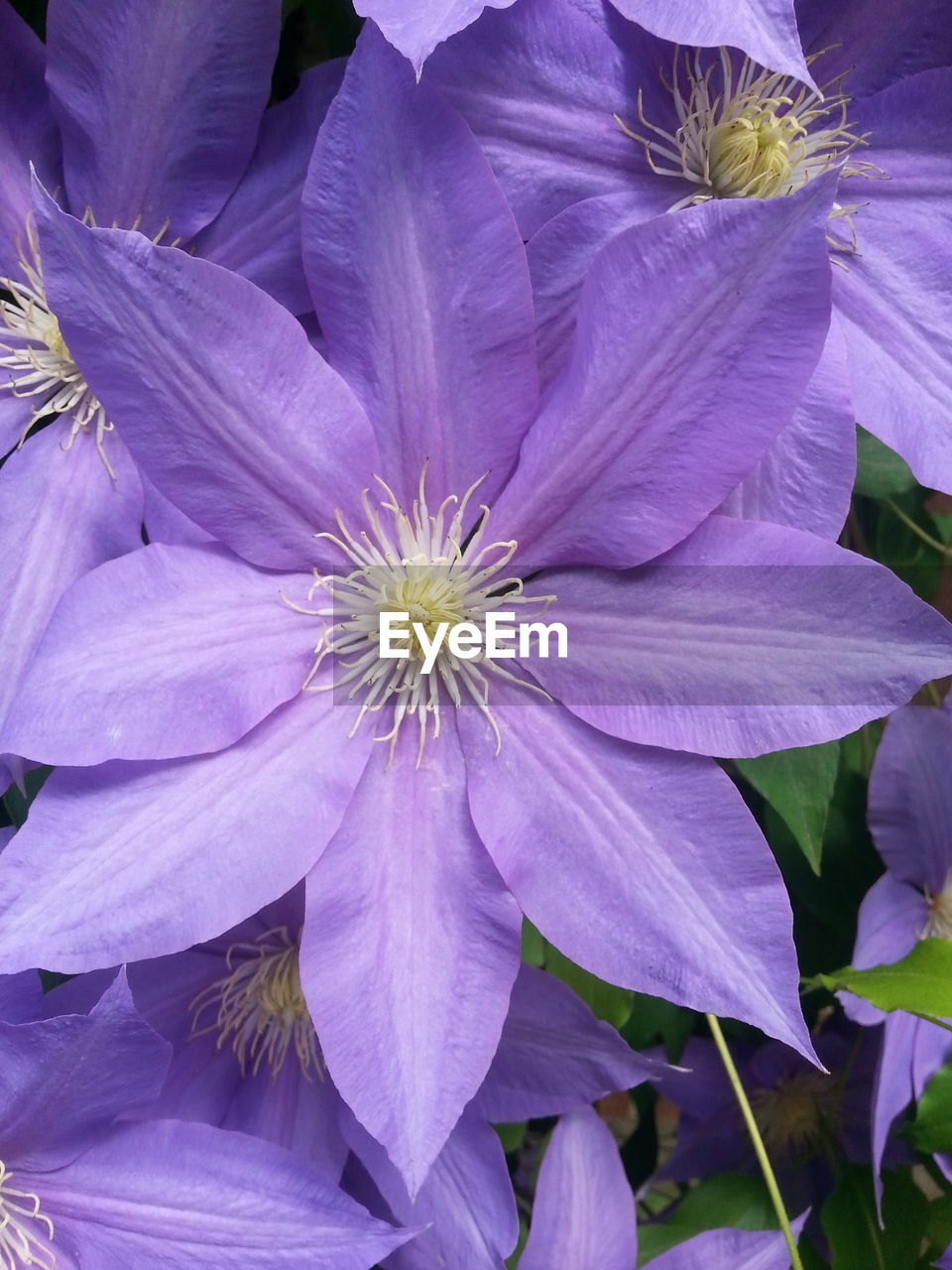 Close-up of purple flowers