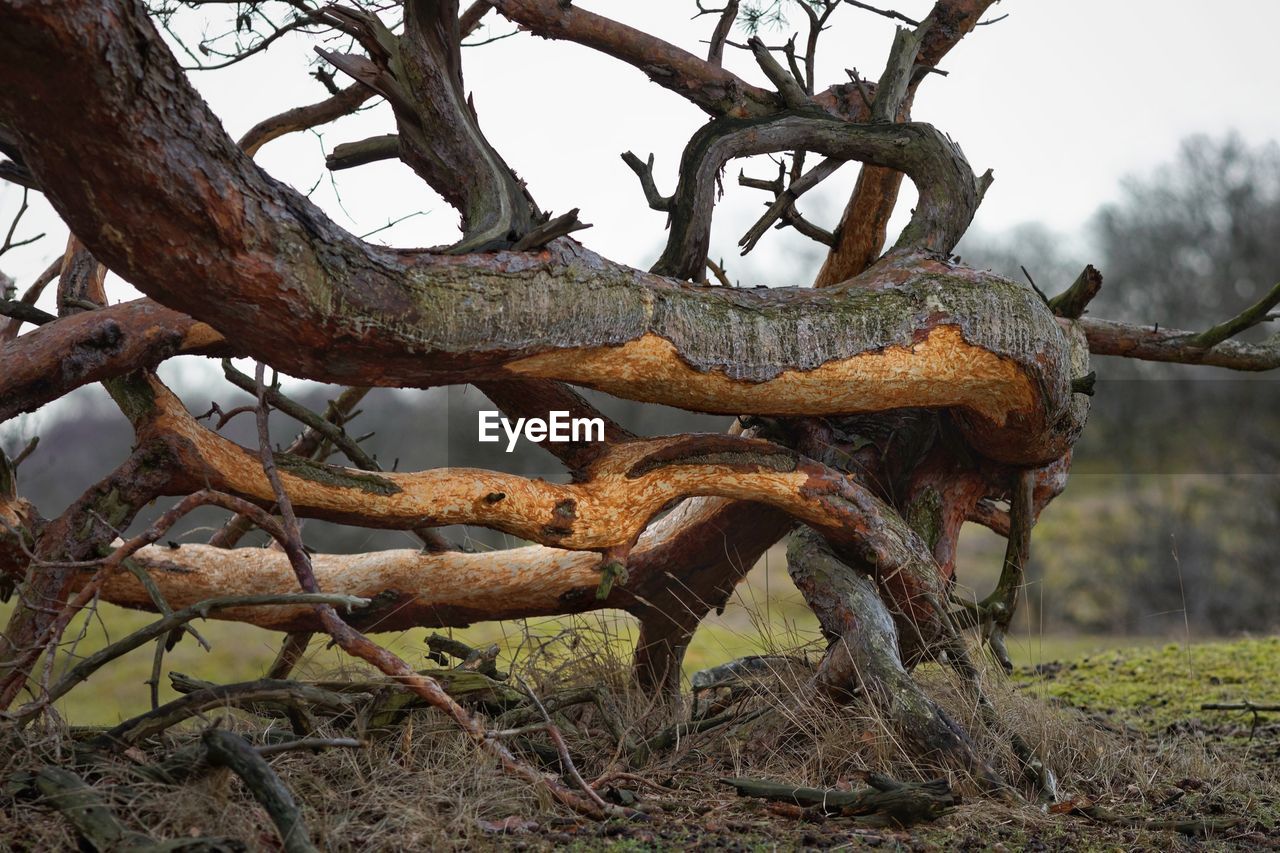DAMAGED TREE ON FIELD