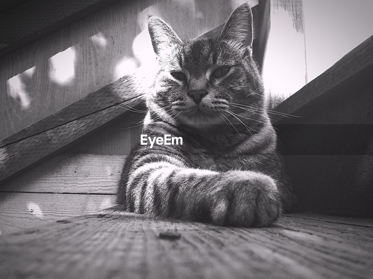 Close-up portrait of a cat