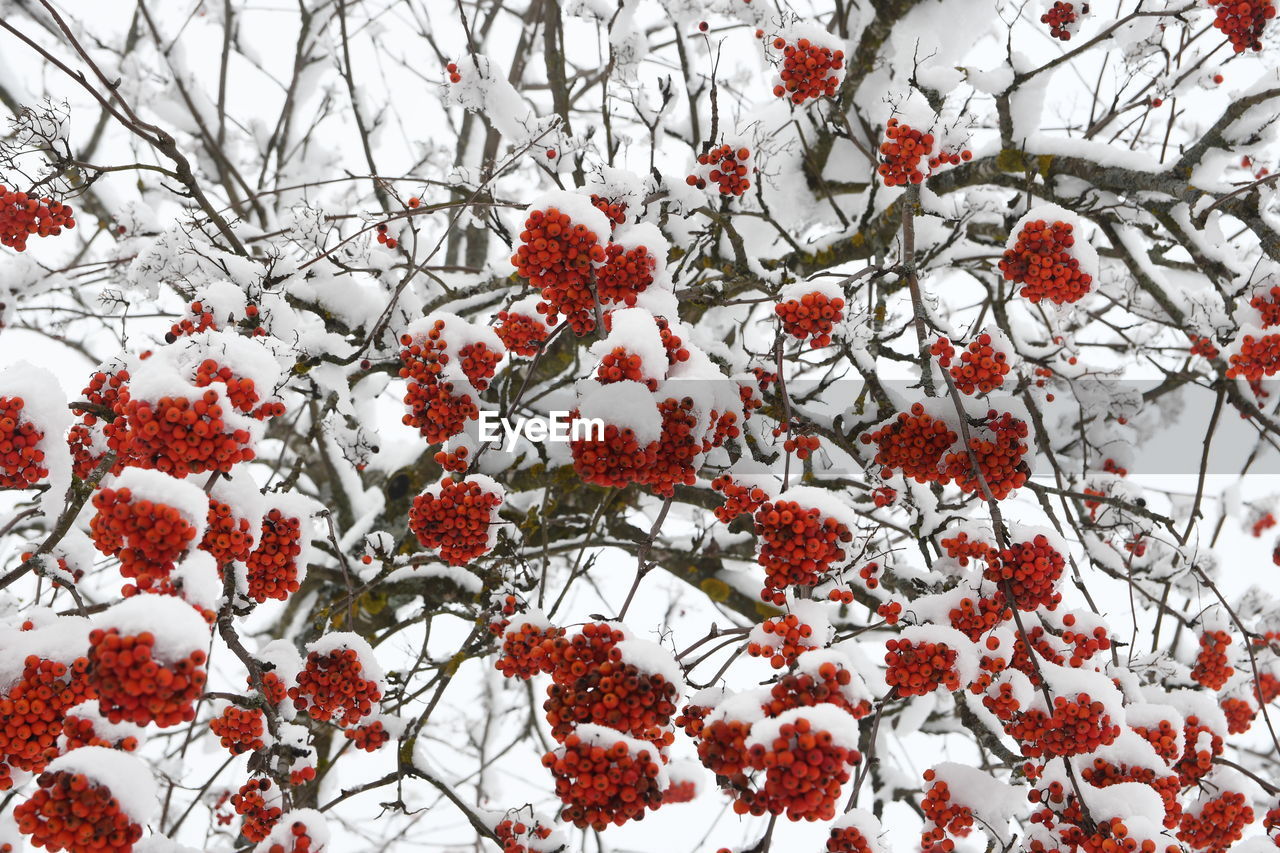 View of snow covered tree