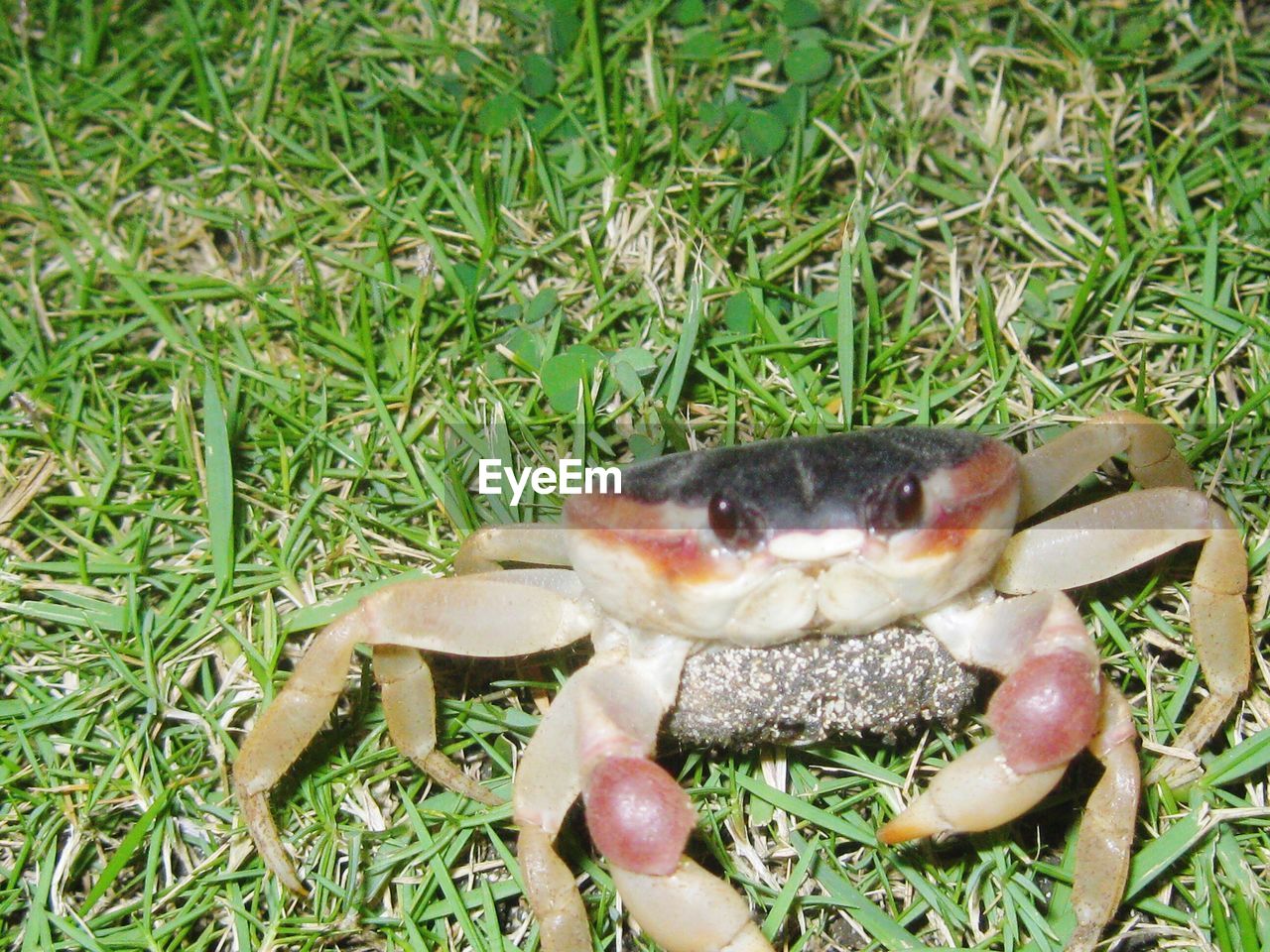 CLOSE-UP VIEW OF CRAB