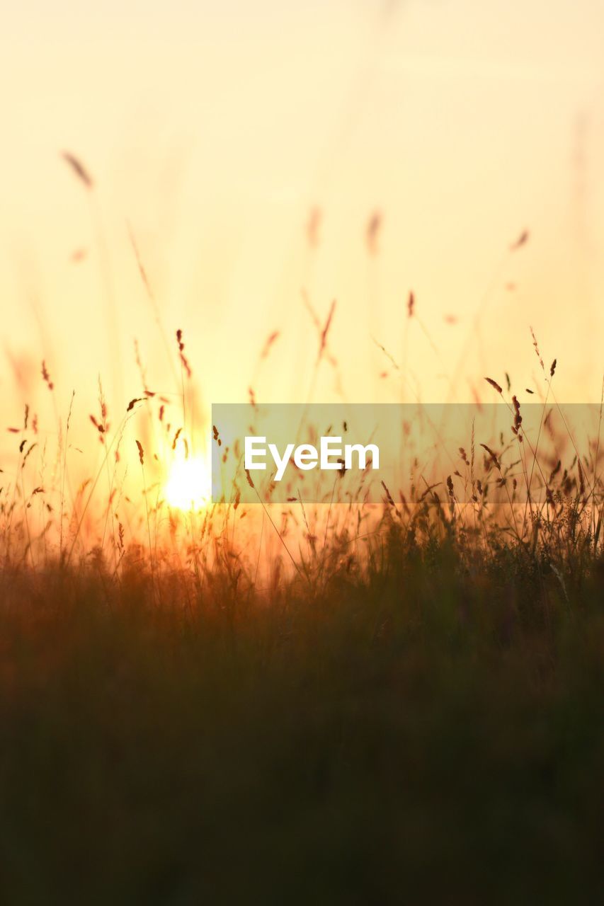 CLOSE-UP OF FLOWERS AT SUNSET