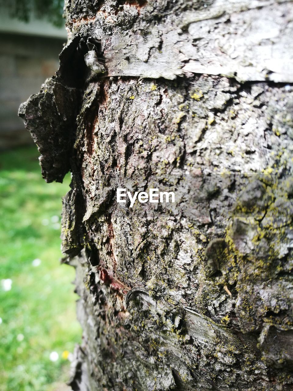 CLOSE-UP OF GRASSHOPPER ON TREE TRUNK